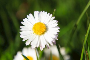 清新小白菊绽放于绿野