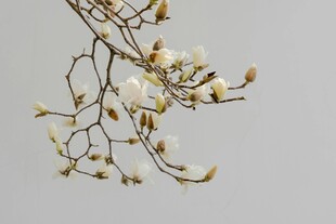 玉兰花枝特写
