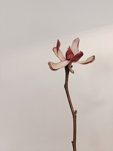 单枝玉兰花绽放