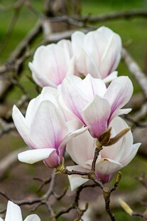 盛开的粉白色玉兰花