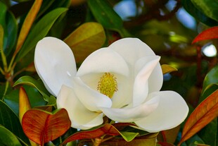 洁白玉兰花绽放枝头