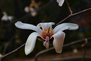 洁白玉兰花绽放枝头