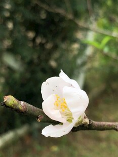 枝头绽放的素雅白花朵
