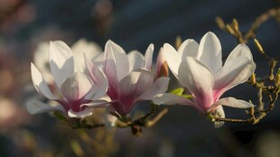 玉兰花绽放枝头