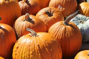 一堆饱满的橙色大南瓜