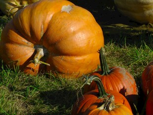 草地上的多彩南瓜