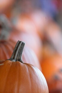 饱满的橙色南瓜