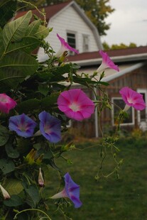 庭院中绽放的多彩牵牛花