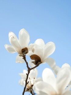 玉兰花绽放蓝天之下