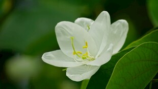 洁白素雅的单朵玉兰花