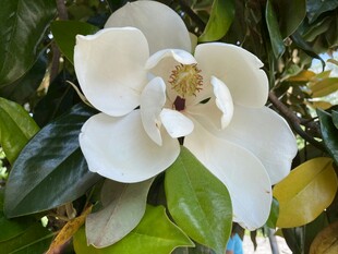 洁白玉兰花绽放枝头