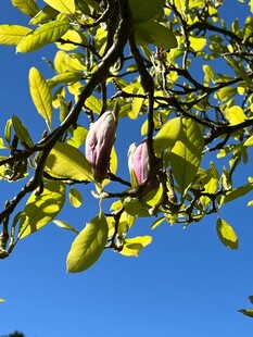 枝头绽放的紫玉兰