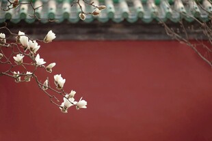 红墙玉兰花枝俏