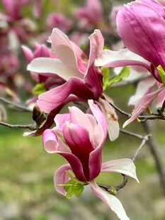 娇艳玉兰花绽放枝头