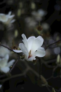 洁白玉兰花绽放枝头