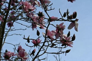 枝头绽放的娇艳玉兰花