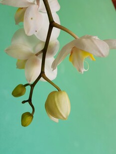 清新淡雅的白色兰花枝