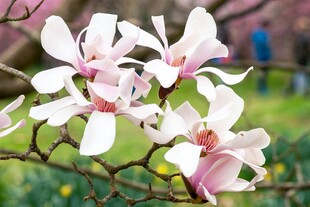 玉兰花绽放枝头