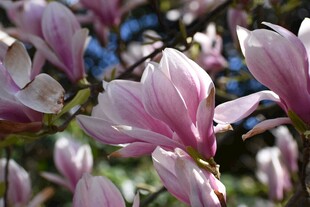 盛开的紫玉兰花