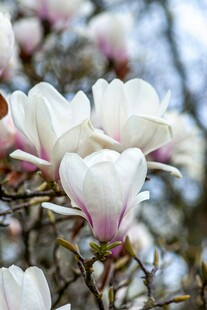 玉兰花绽放枝头