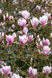 盛开的粉紫色玉兰花