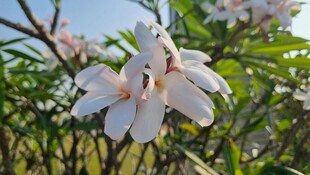 洁白玉兰花绽放枝头