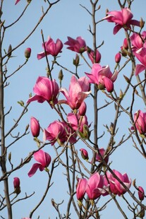 盛开的粉色玉兰花