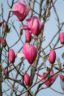 枝头绽放的娇艳玉兰花