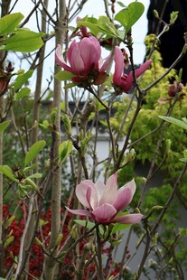 庭院中绽放的娇艳玉兰花