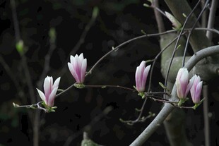 粉白玉兰花枝俏