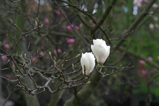 枝头绽放的洁白玉兰花