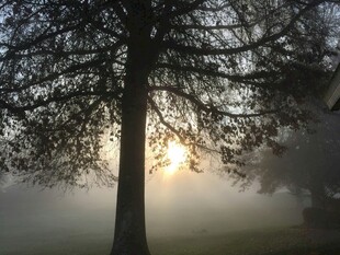 雾中孤树迎晨曦
