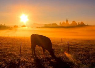 夕阳下田野中的吃草牛