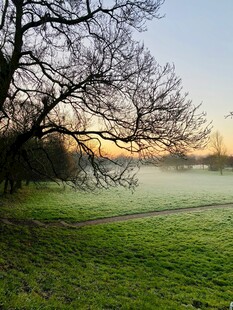 晨雾中的草地与光秃树木