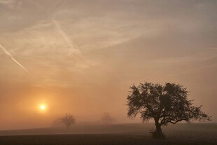 日出时分的孤树美景
