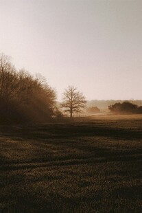 黄昏下的田野与稀疏树木