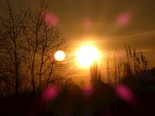 夕阳下的树木美景