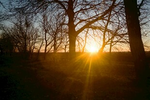 夕阳下的树林剪影