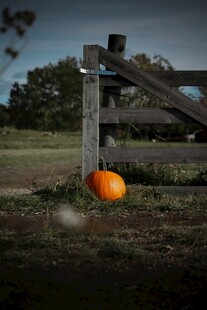 木栅栏旁的橙色南瓜