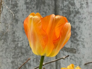 橙黄郁金香特写