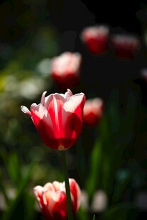 娇艳红郁金香绽放