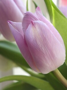 淡紫色郁金香特写