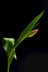 含苞待放的绿色花朵