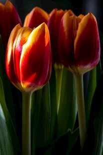 鲜艳红郁金香绽放