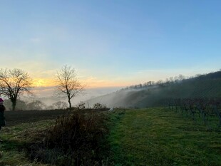 晨雾中的田野风光