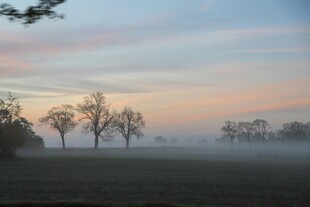 晨雾中的田野与树木