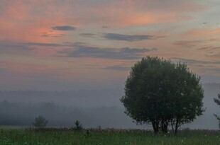 晨雾中的孤树与绚烂霞光