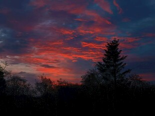 日落时分的绚烂天空与树木