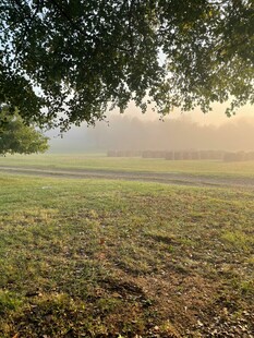 晨雾中的草地与树木
