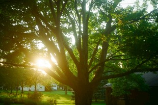 阳光透过枝叶洒下的美景